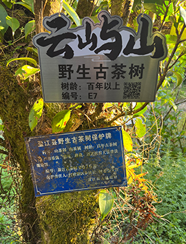 百年以上野生古茶树