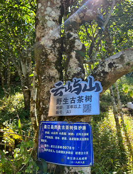 百年以上野生古茶树